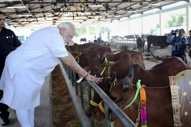 narendra-modi-economy-cow-varanasi-pti