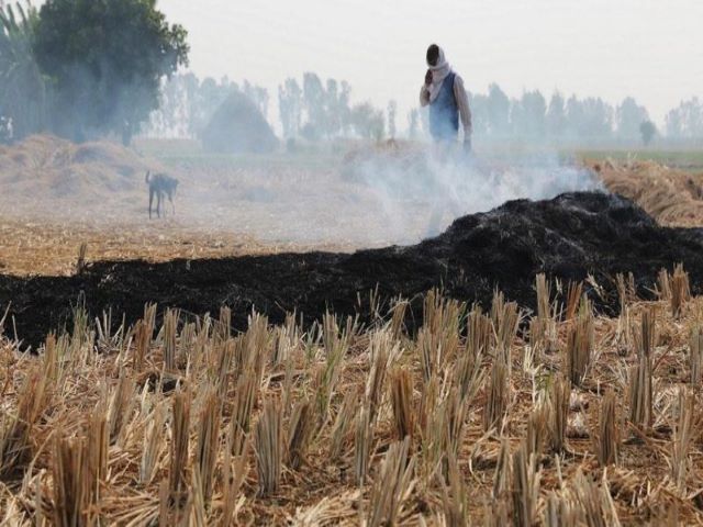 burning of crop