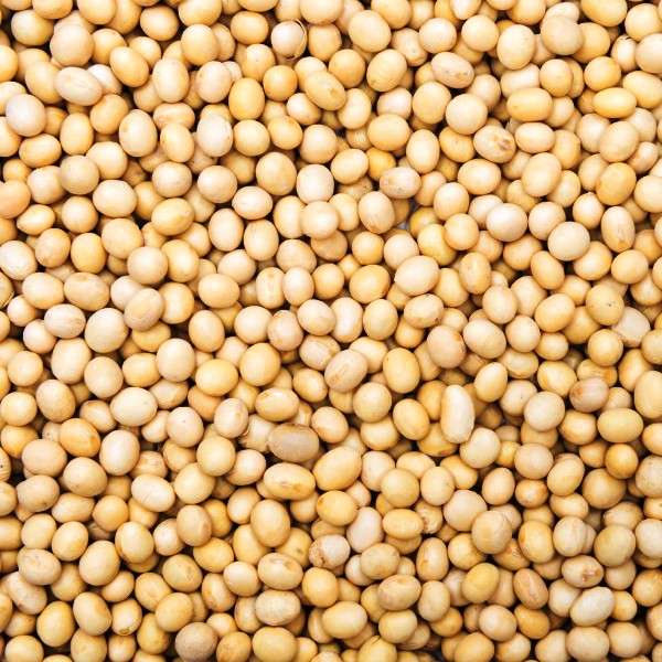 soyabean