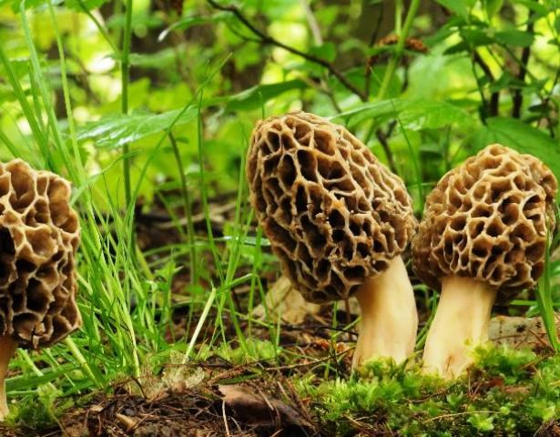 gucchi mushroom benefits