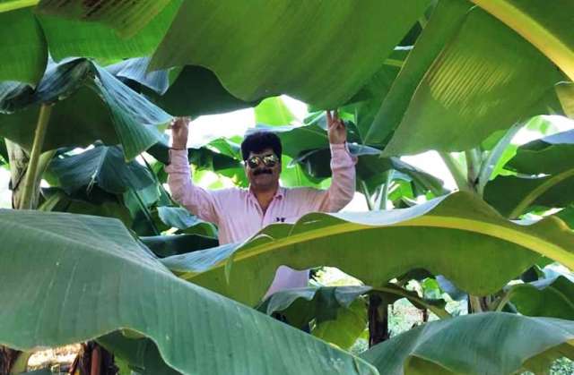 Banana farming