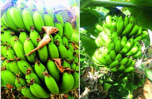 Banana farming madhya pradesh