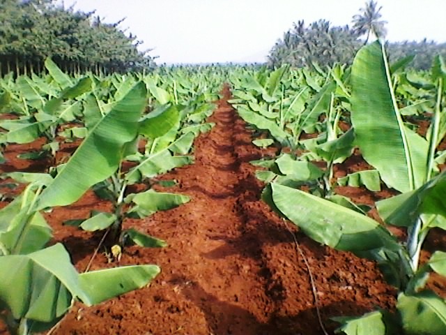 madhya pradesh farming Banana cultivation