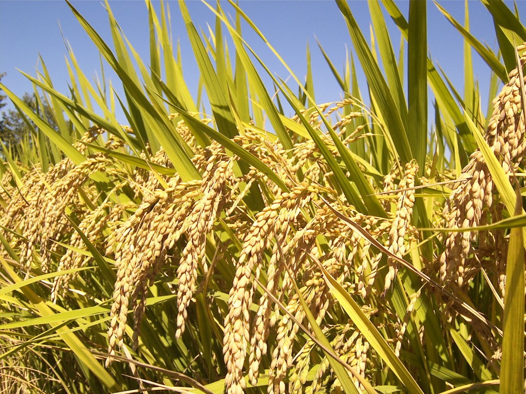organic farming
