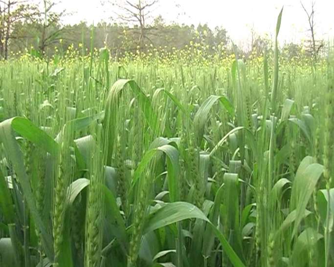 oraganic farming