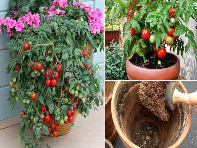 tomato pot