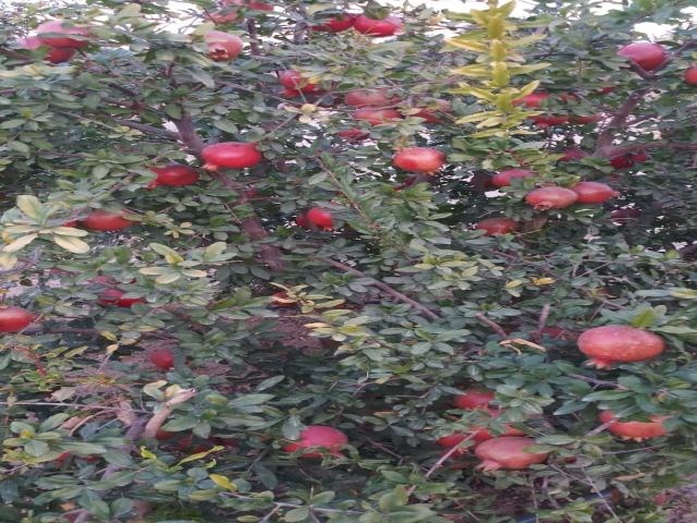 ANAR