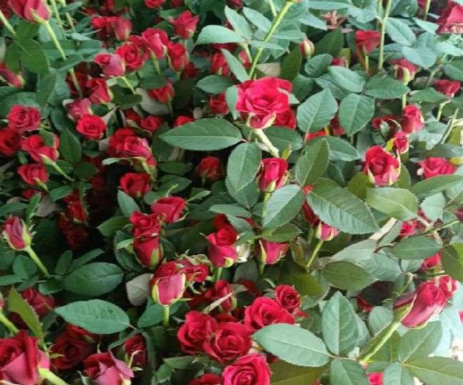 rose crop