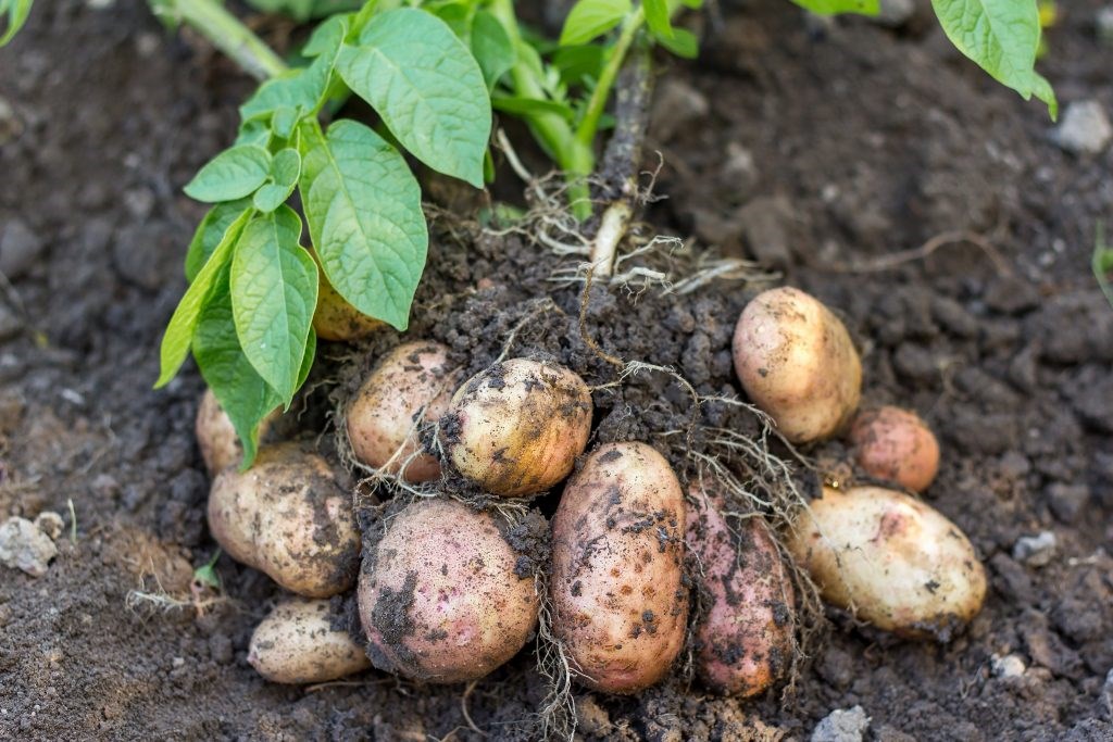 organic farming