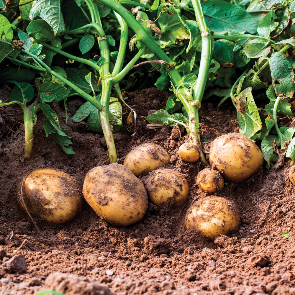 organic farming
