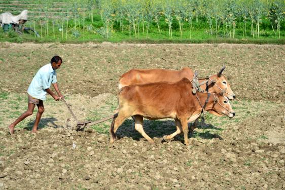 farming