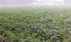 Cold and Fog Effect on Crops