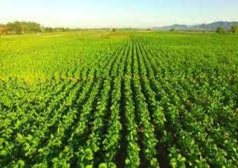 green farms
