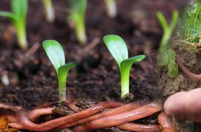 Organic farming