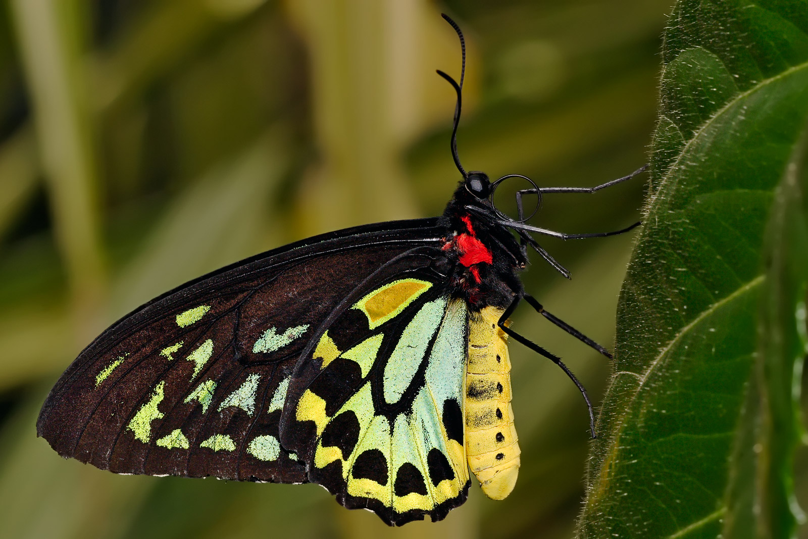 butterfly