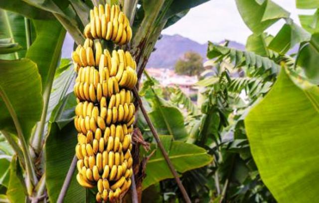 cultivate banana