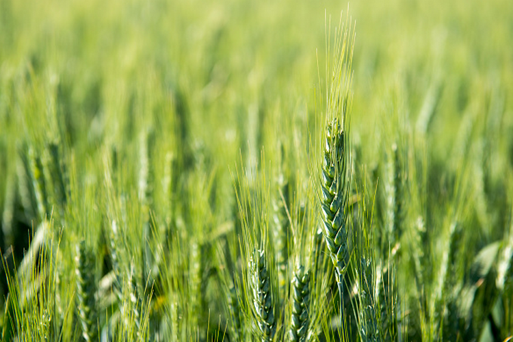 Wheat