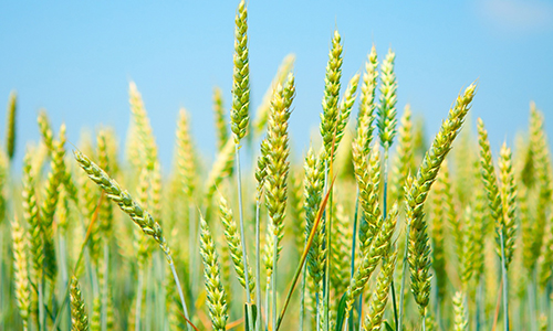 wheat