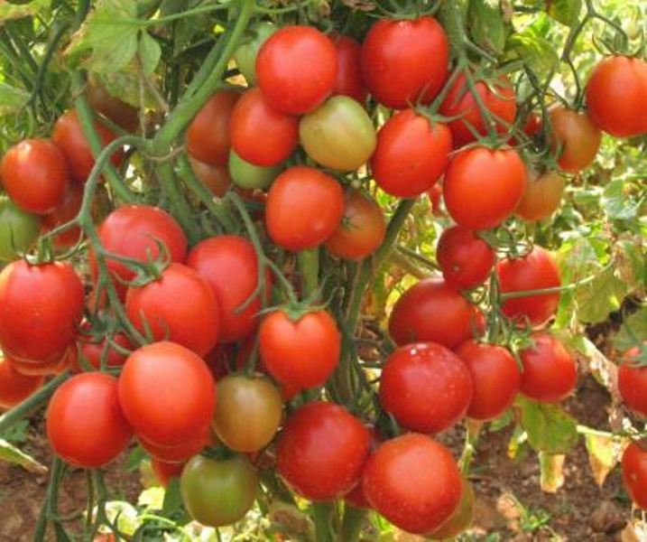 tomato