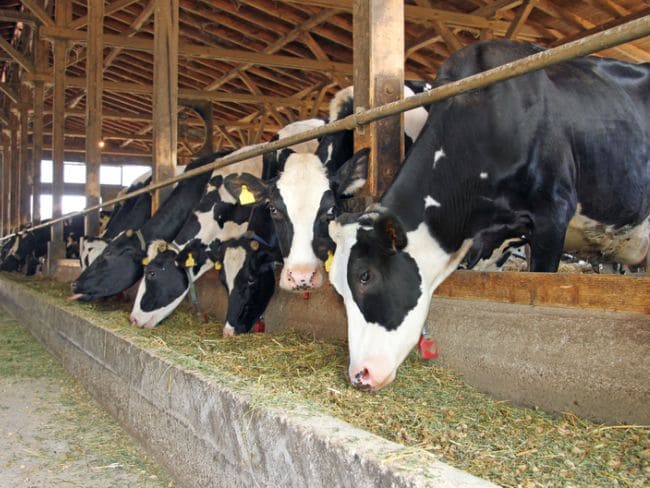 animal husbandry