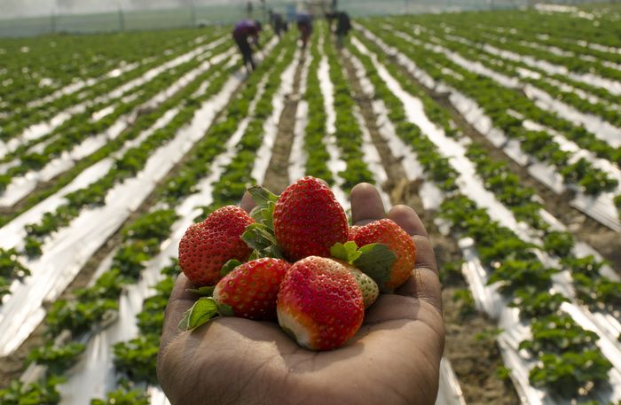STRAWBERRY