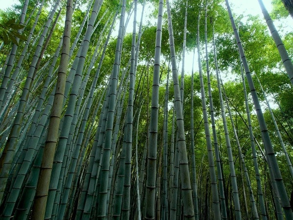 bamboo
