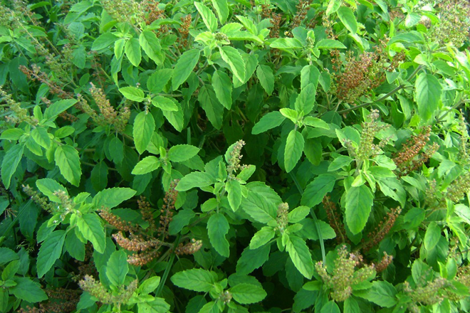 plants