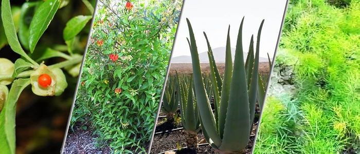 medicinal plants