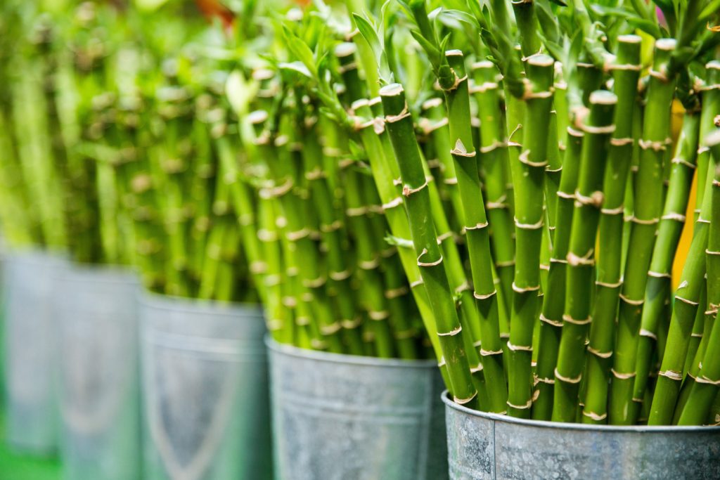 bamboo tree