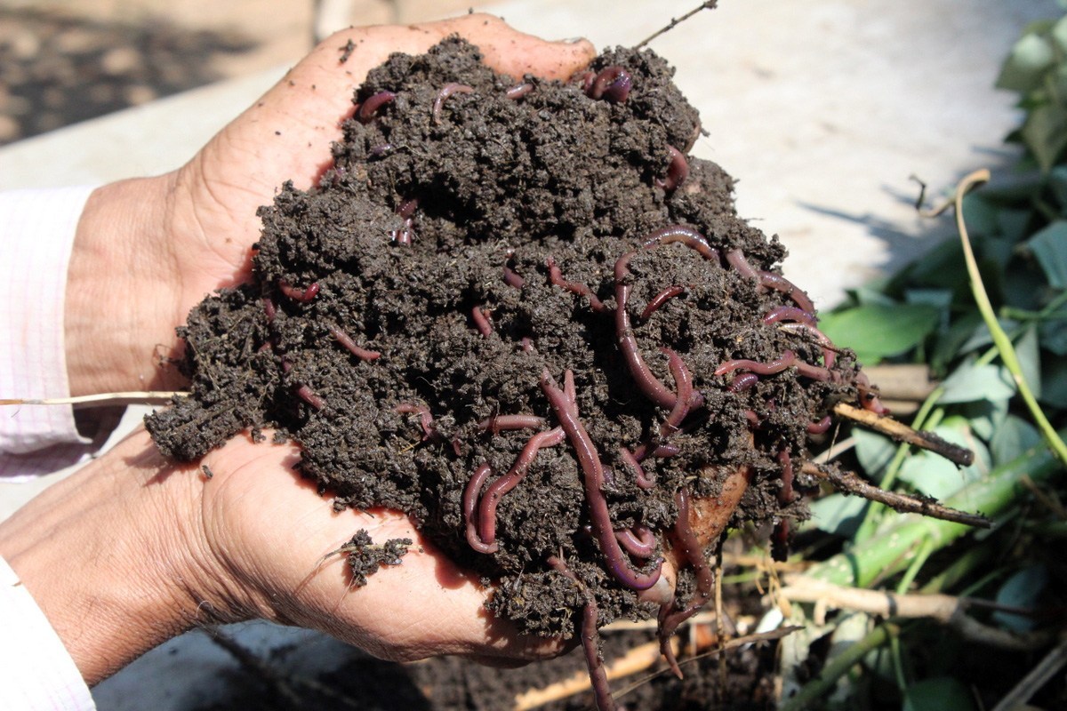 earthworm 2