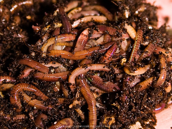 earthworm