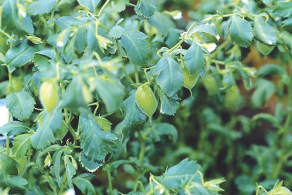 prevention gram pests