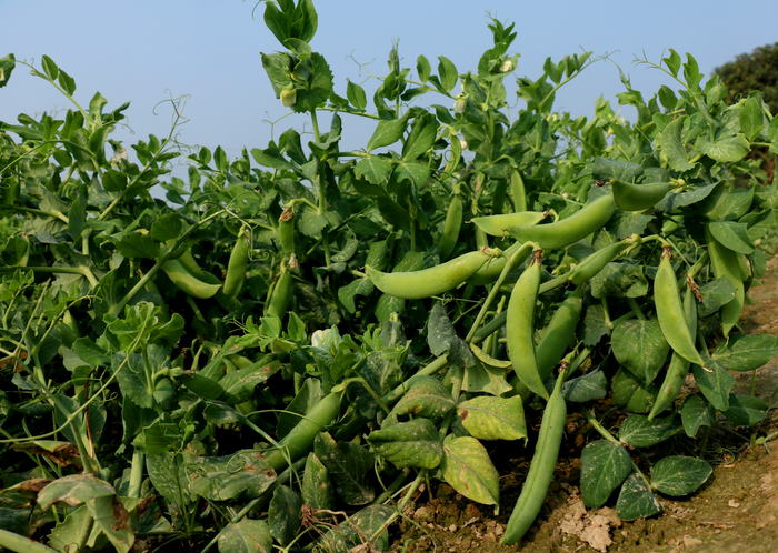 matar ki kheti