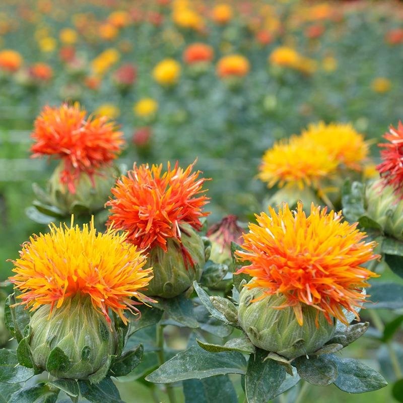 safflower