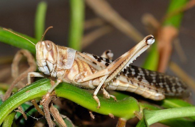 grasshopper