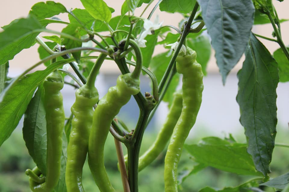 chilli farming