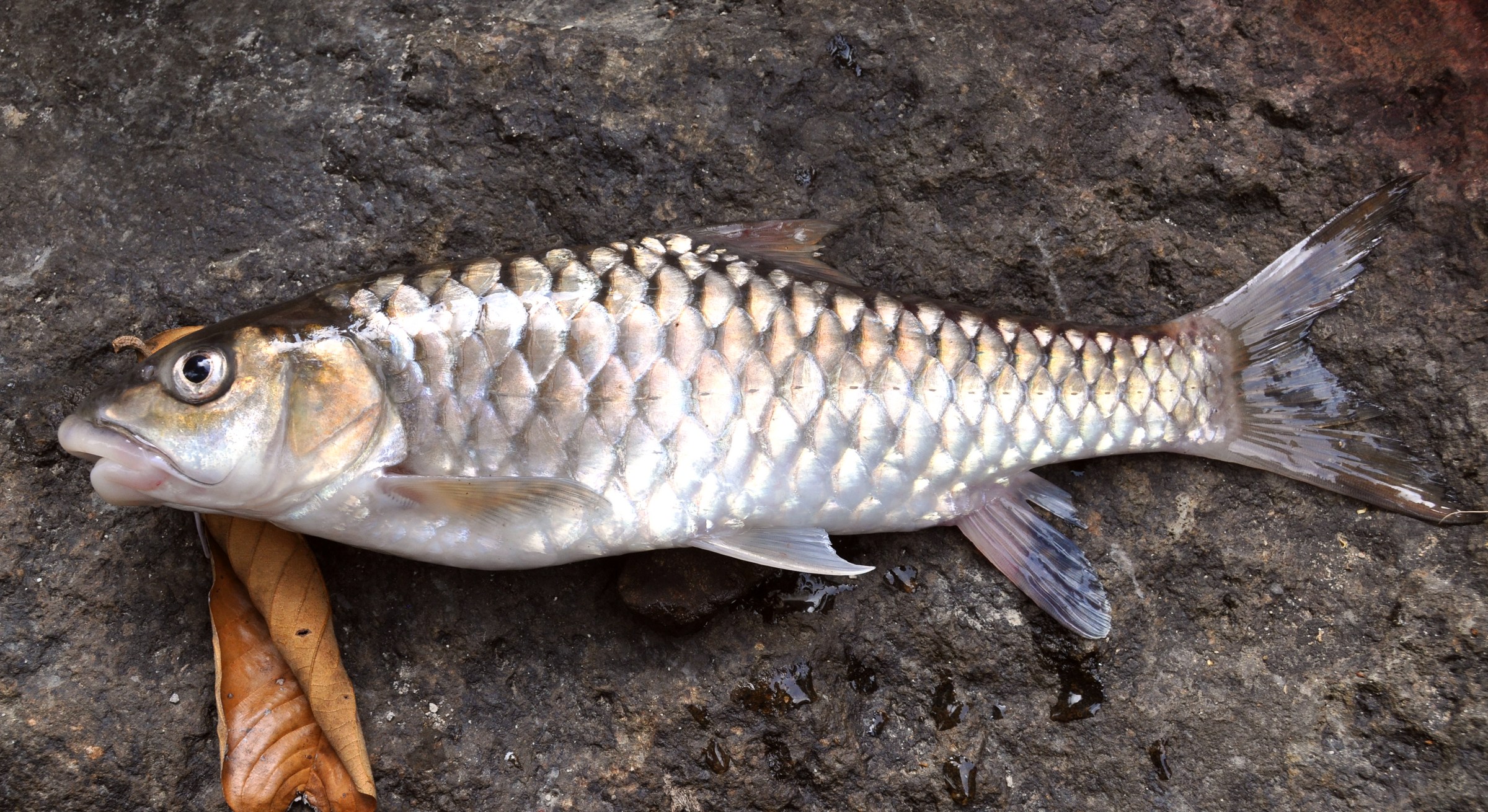 mahashir fish