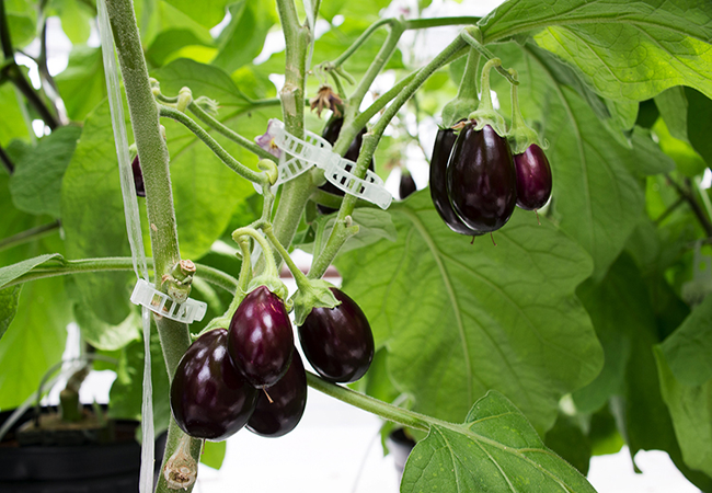 brinjal farming