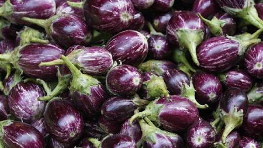 bt brinjal