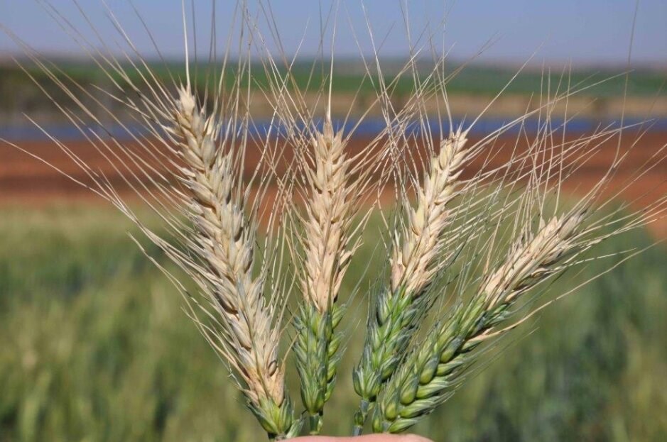 wheat variety karan