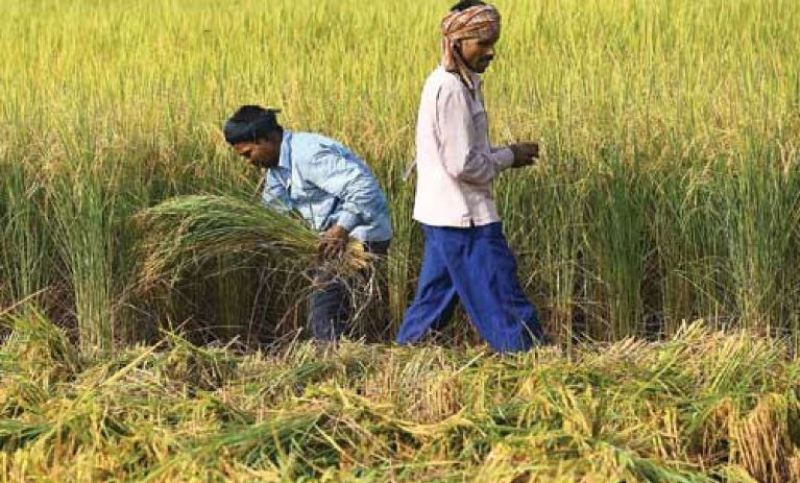 farmers