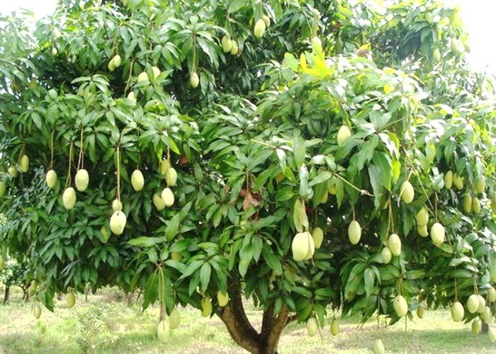 mango farming