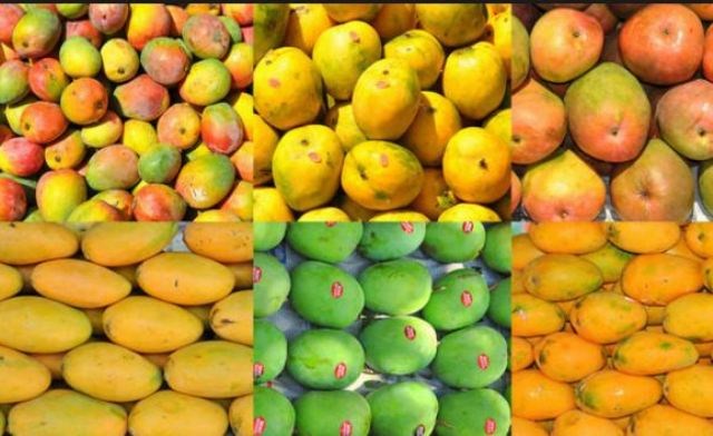 TYPES OF MANGO