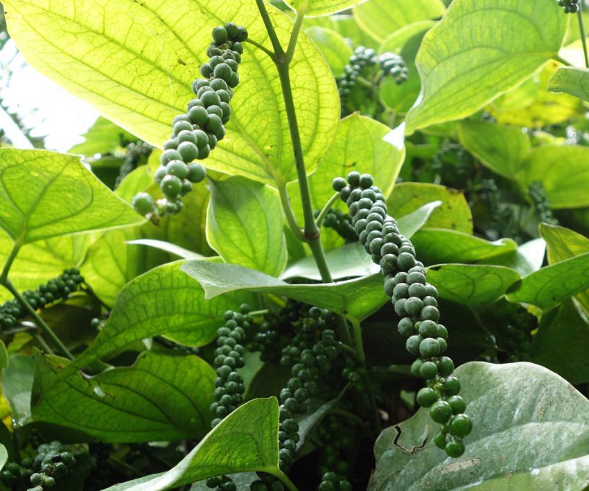 black peper
