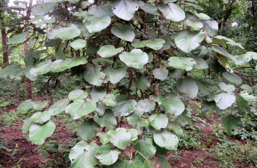 plant of tres