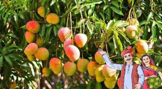 mango farmming