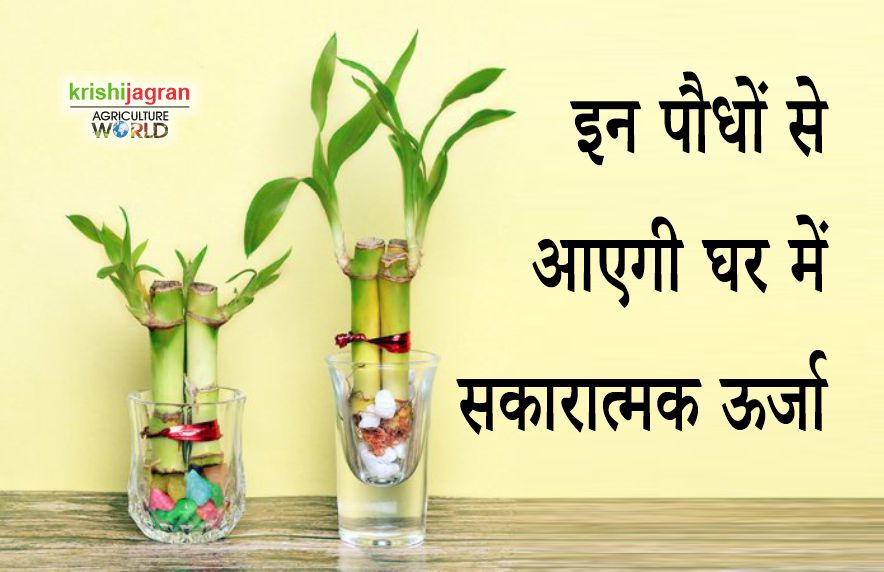 ऐस ख स प ध ज आपक घर म ल ए ग सक र त मक ऊर ज