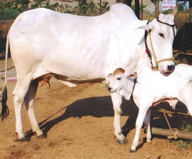 Cow