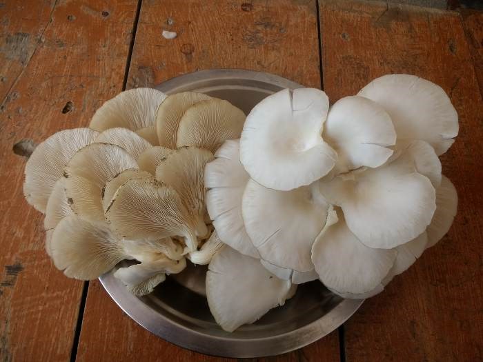 oyster