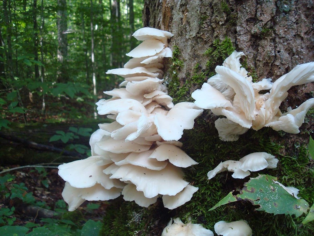 white oyster